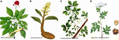 Pharmaceutical and pharmacological studies of Shen Ma Yi Zhi granule for prevention of vascular dementia: A review